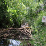 Biberspuren im Silberwald. Tour durch ein ganz besonderes Naturschutzgebiet