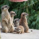 Patenfest im Tiergarten Kleve