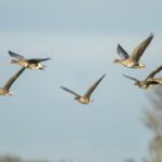 Ferienerlebnistag: Auf den Spuren der Zugvögel