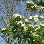 NABU-Treff „Nahrungswald – ’t Etbuske“