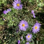 NABU-Treff „Biodiversität in unseren (Vor-)Gärten – da geht noch was!“