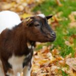Herbstmarkt im Tiergarten Kleve
