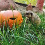 Halloweenfest im Tiergarten Kleve